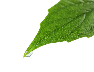 Beautiful green leaf with water drop on white background