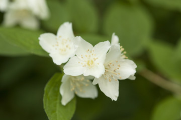 Jasmine Blossom macro