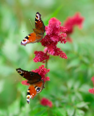 peacocks eye butterfly on pink flowers collect nectar on green summer garden background