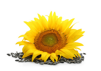 Beautiful sunflower and seeds on white background