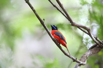 Scarlet-rumped trogon (Harpactes duvaucelii) in Sabah, Borneo