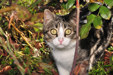 RicardoDaCostaBorges