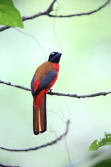 Scarlet-rumped trogon (Harpactes duvaucelii) in Sabah, Borneo