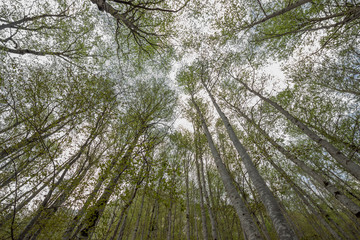 Beech forest in Ordesa y Monte Perdido National Park