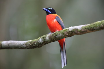 Scarlet-rumped trogon (Harpactes duvaucelii) in Sabah, Borneo