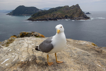 seagull on rock