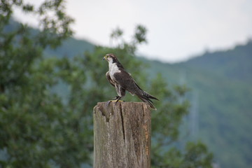 Closeup of a beautiful red kite sitting on a tree trunk in a park in Germany