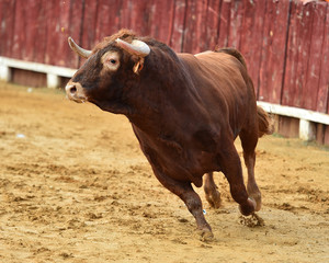 Toro rojo en españa