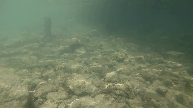 Underwater video from nice river habitat. Swimming close up freshwater fishes Chub