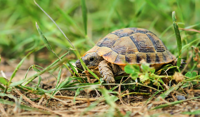 turtle walking among green herbs