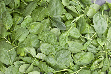 Background of green leaves of fresh spinach. Vitamins and health in food. Place for text. Copy space.