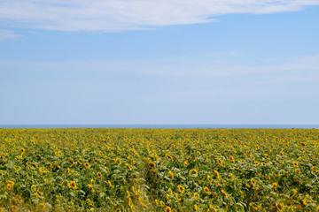 A field of sunflower near the sea. Sunflower growing in the field. Bloom