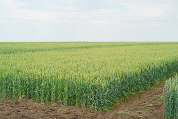 Fototapeta na wymiar Winter wheat green