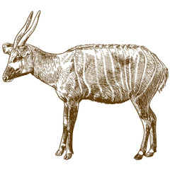 engraving drawing illustration of bongo antelope © Andrii_Oliinyk