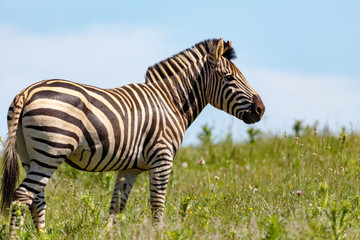 Obraz premium Zebra standing in the long grass