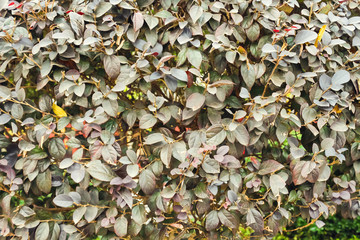 Leaves close-up. Natural decorative Gray green background