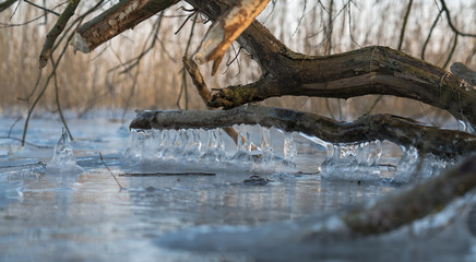 Winter landscape: Icicles hanging from a tree. Frozen water and metal surface, winter time concept. selective focus shallow depth of field. 