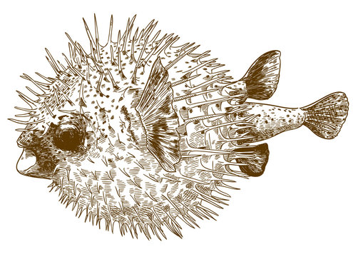 engraving drawing illustration of porcupinefish blowfish
