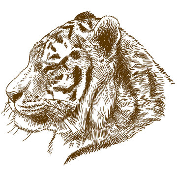 engraving drawing illustration of siberian tiger or Amur tiger head
