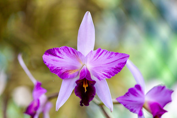 Closeup of a bright pink orchid with a colourful background