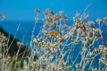 Beautiful nature scene with sommer blossom background. Lefkas island in Greece.  