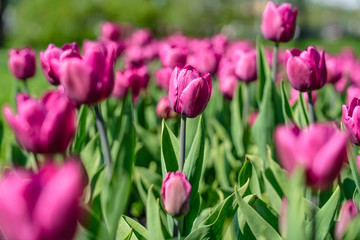 Colorful pink tulip flowering in the garden with green grass landscape at sunny summer or spring day