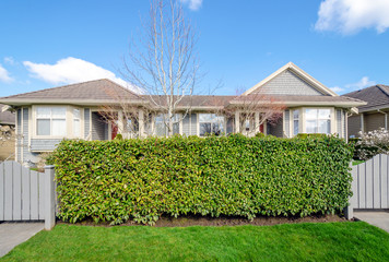 Green fence hedge from evergreen plants with two houses in the background. Landscape trimming...