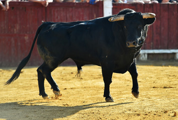 toro en españa