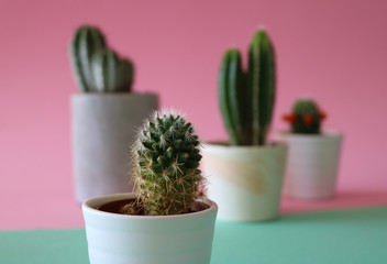 Close up of a Beehive Cactus with various cacti plants in the background, isolated on a pink background