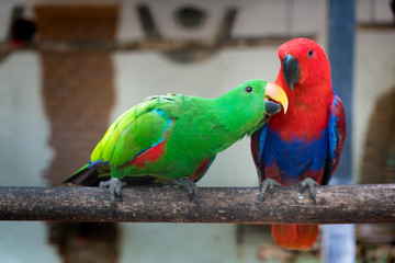 Couple of Green red Parakeet Alexandrine Parakeet parrots perching at wood branch in jungle.