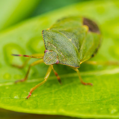 Green Shield Bug