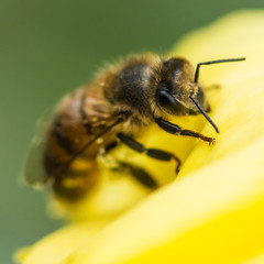 Bee On Primrose