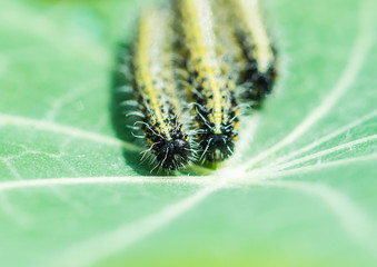 Converging Caterpillars