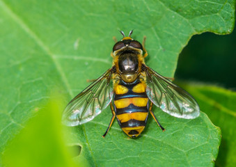 Hoverfly Plan