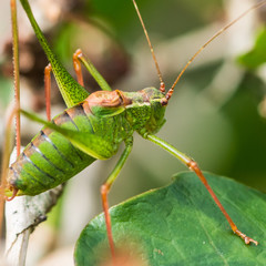 Speckled Bush Cricket