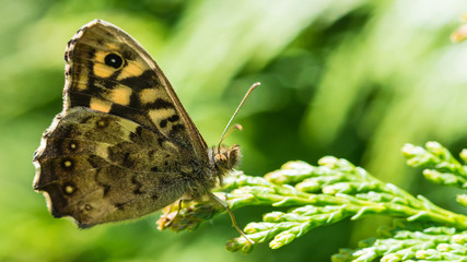 Speckled Wood On Conifer