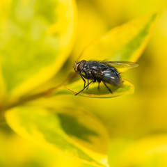 Sunbathing Fly
