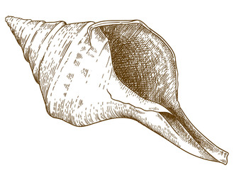 engraving drawing illustration of Australian trumpet
