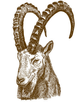 engraving drawing illustration of siberian ibex