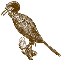 engraving drawing illustration of cormorant