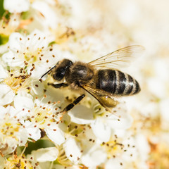 Bumbling Bee