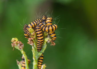 Caterpillar Pileup