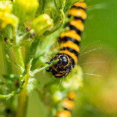 Munching Caterpillar