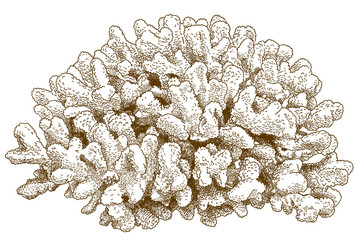 engraving drawing illustration of pocillopora coral