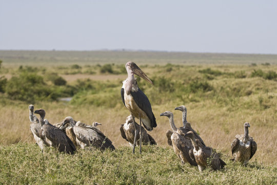 African White Backed Vulture