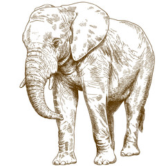 engraving drawing illustration of big elephant