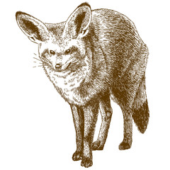 engraving drawing illustration of bat-eared fox