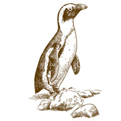 etching drawing illustration of Humboldt penguin © Andrii_Oliinyk