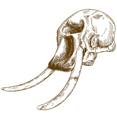 Naklejka premium engraving drawing illustration of mammoth skull