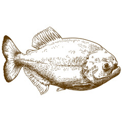 engraving drawing illustration of piranha